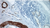 Hematoxylin Staining Solution